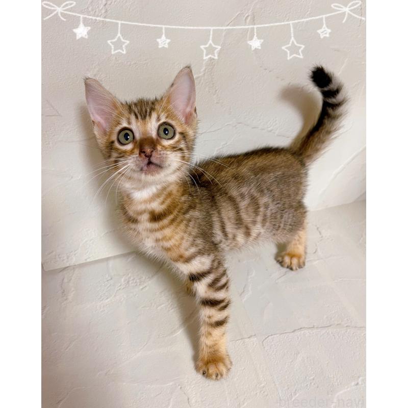 販売中の東京都のベンガル-130348の5枚目