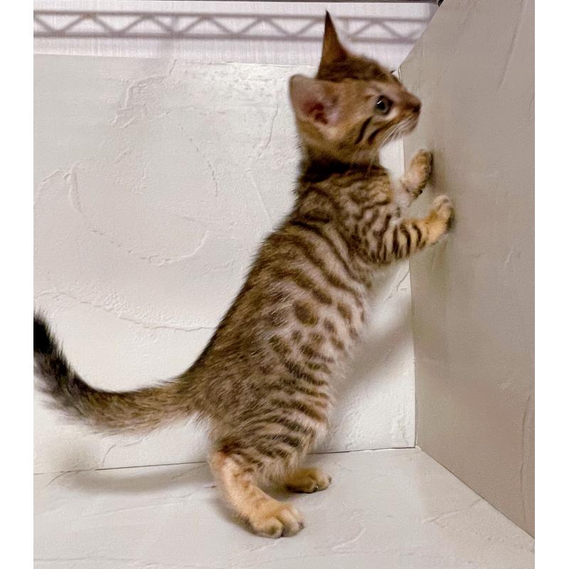 販売中の東京都のベンガル-130348の4枚目