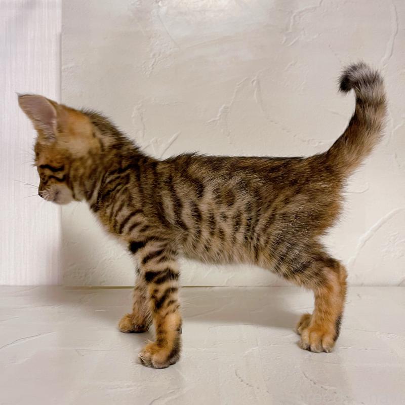 販売中の東京都のベンガル-130349の6枚目