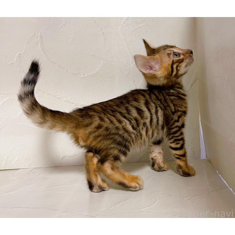 販売中の東京都のベンガル-130349の4枚目