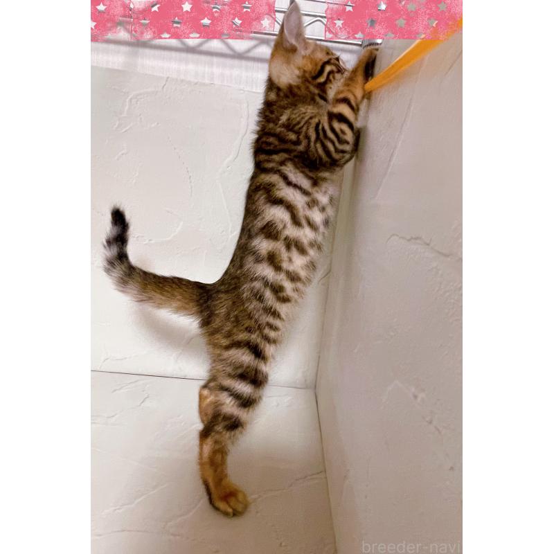 販売中の東京都のベンガル-130349の3枚目