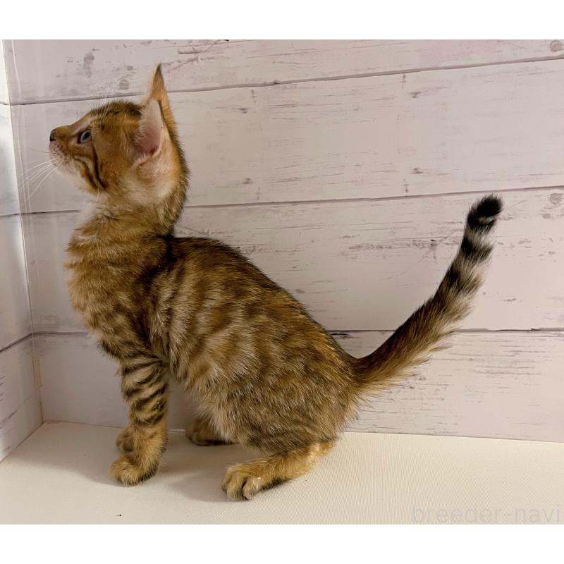 販売中の東京都のベンガル-130350の6枚目