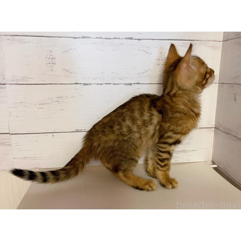 販売中の東京都のベンガル-130350の5枚目