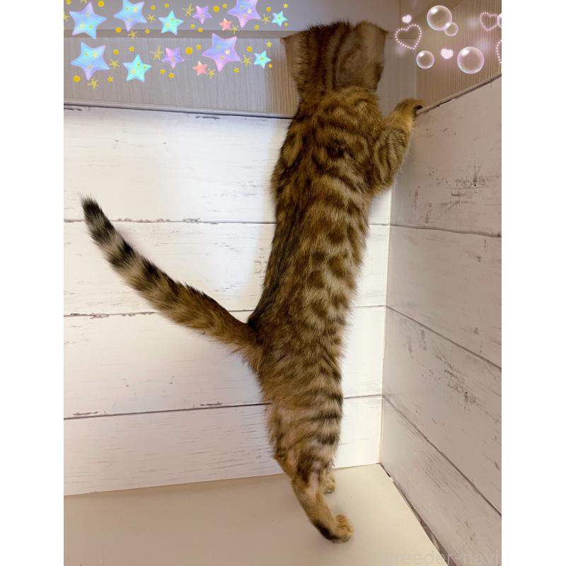 販売中の東京都のベンガル-130350の4枚目