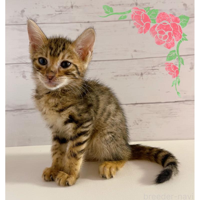 販売中の東京都のベンガル-130350の3枚目