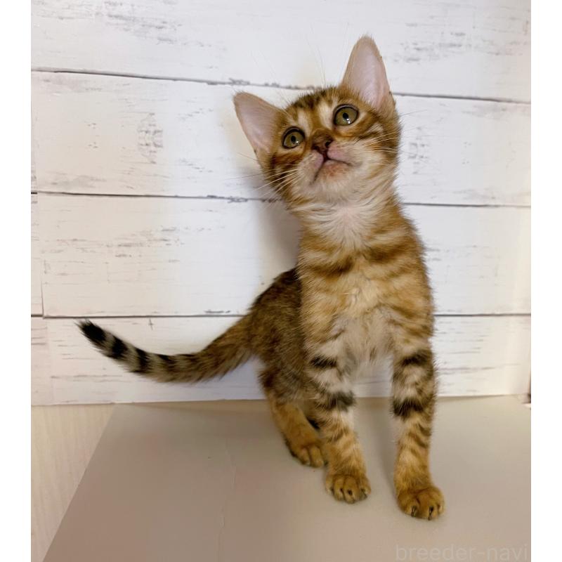 販売中の東京都のベンガル-130350の2枚目