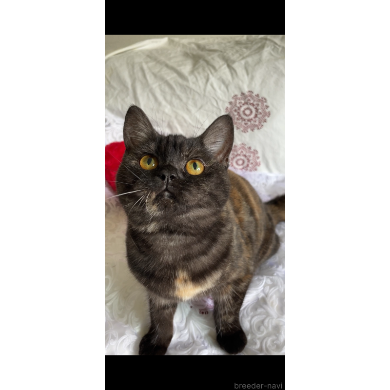 成約済の大阪府のスコティッシュフォールド-118330の3枚目