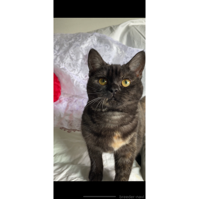 成約済の大阪府のスコティッシュフォールド-118330の2枚目