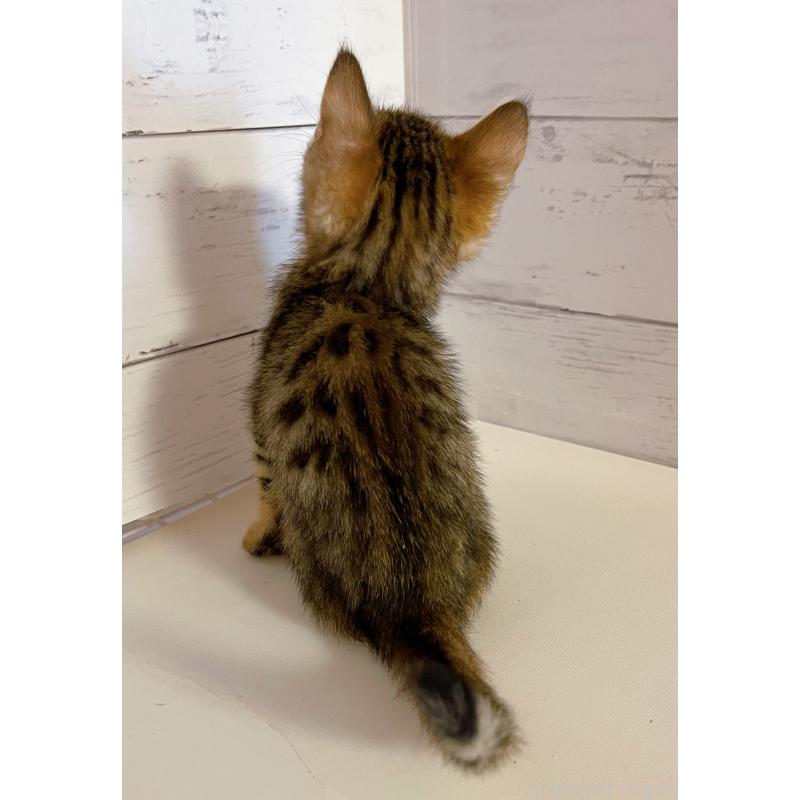 販売中の東京都のベンガル-130351の4枚目