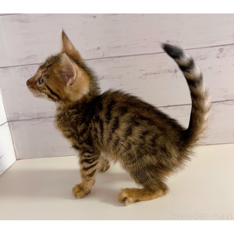 販売中の東京都のベンガル-130351の3枚目