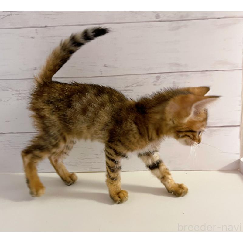 販売中の東京都のベンガル-130352の7枚目