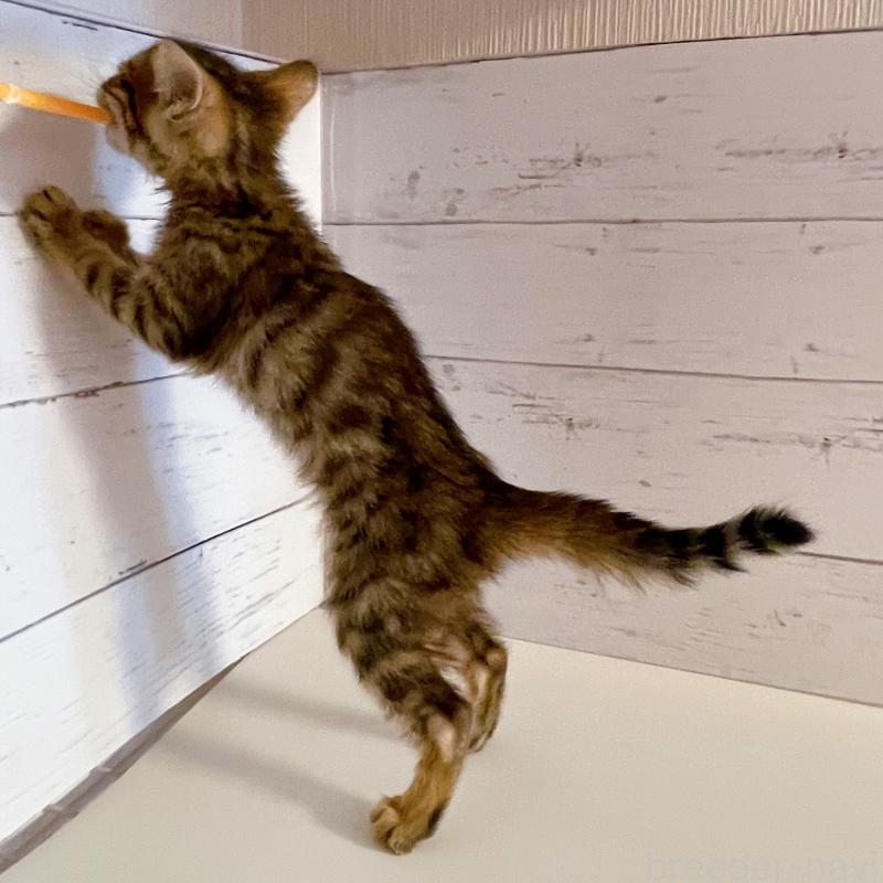 販売中の東京都のベンガル-130352の3枚目