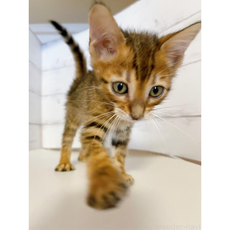 販売中の東京都のベンガル-130352の2枚目