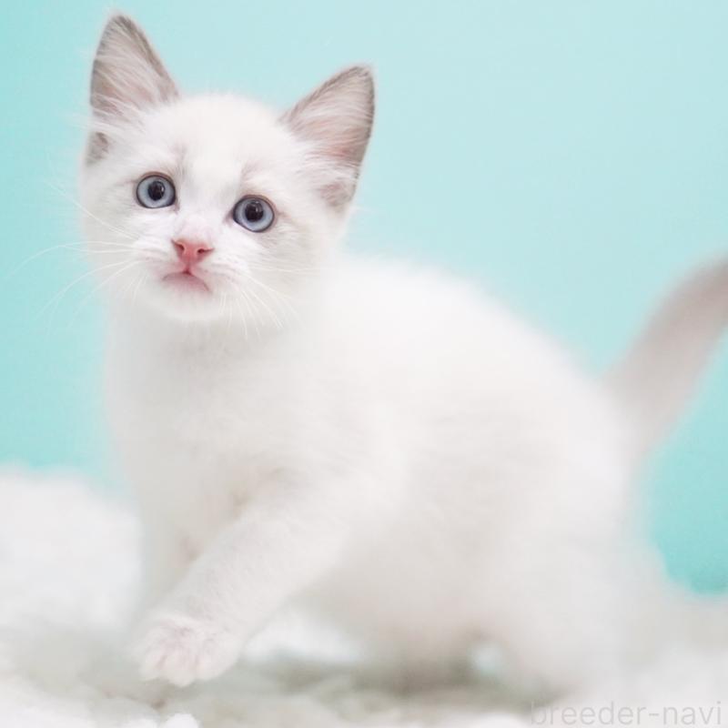 販売中の東京都のラグドール-128080の1枚目