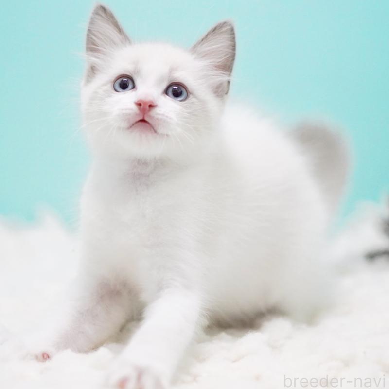 販売中の東京都のラグドール-128080の16枚目