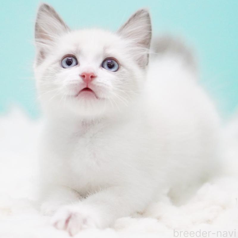 販売中の東京都のラグドール-128080の15枚目