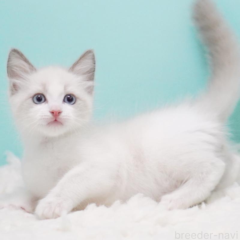 販売中の東京都のラグドール-128080の14枚目