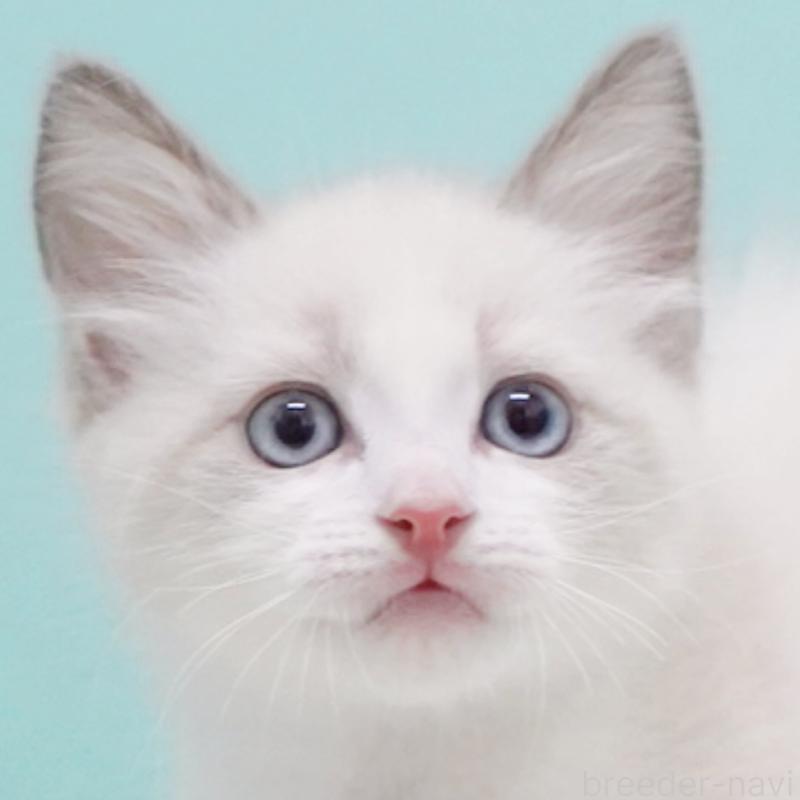 販売中の東京都のラグドール-128080の13枚目