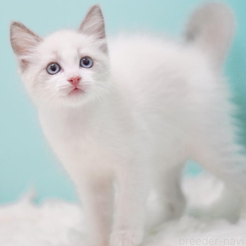 販売中の東京都のラグドール-128080の12枚目