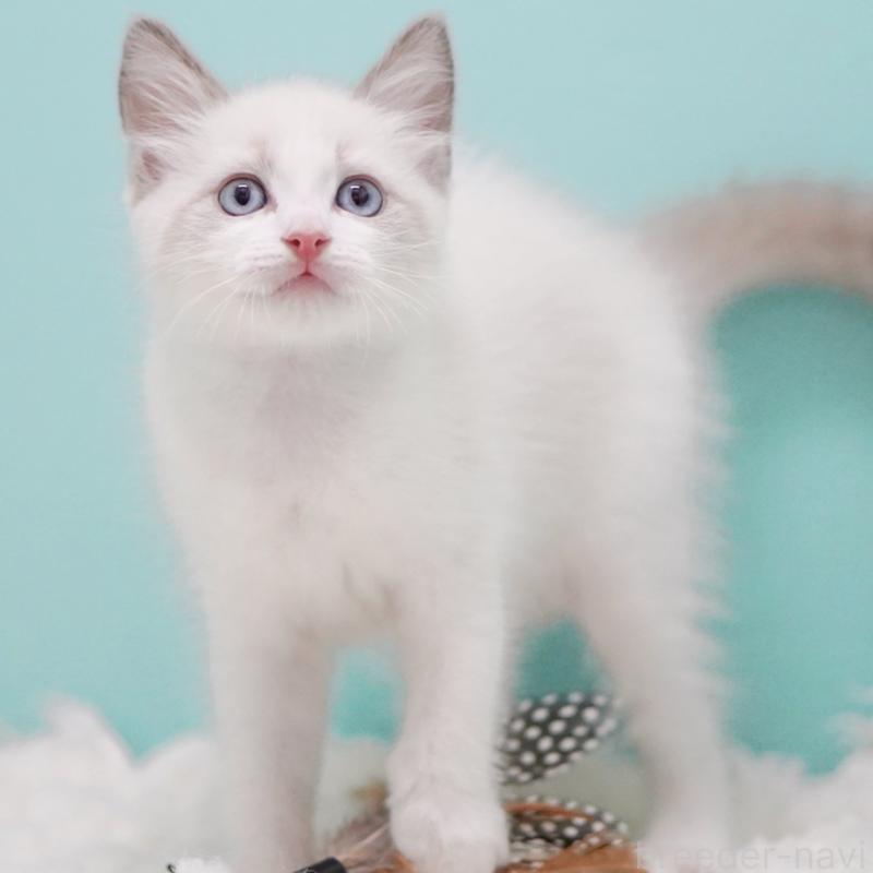 販売中の東京都のラグドール-128080の11枚目