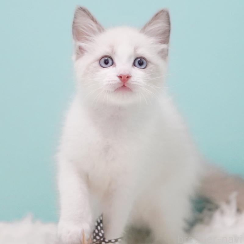 販売中の東京都のラグドール-128080の10枚目