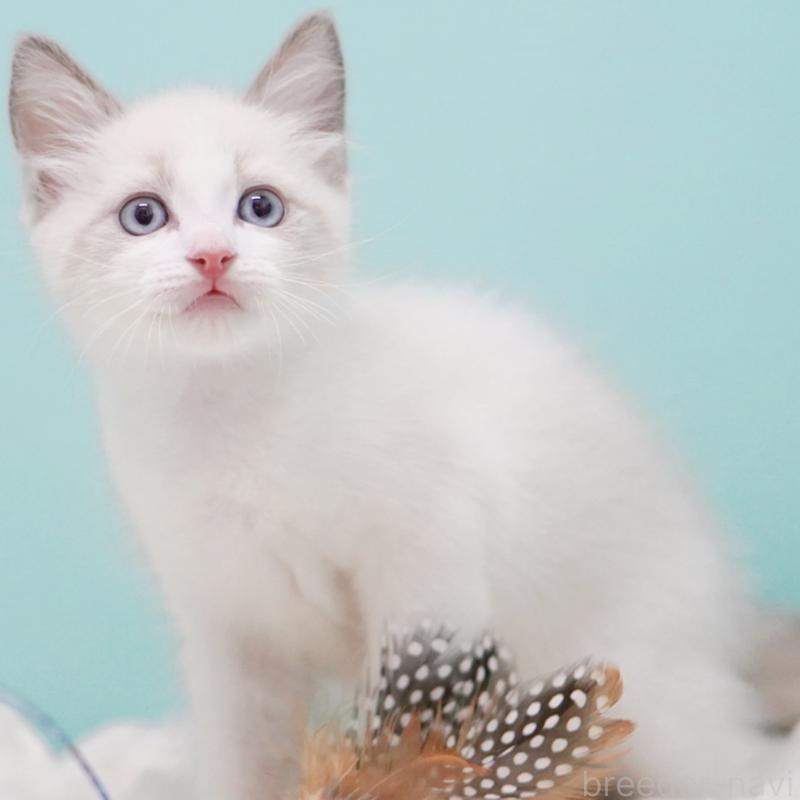 販売中の東京都のラグドール-128080の9枚目