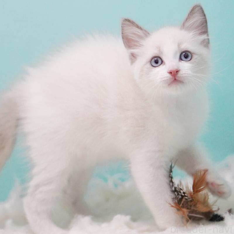 販売中の東京都のラグドール-128080の8枚目