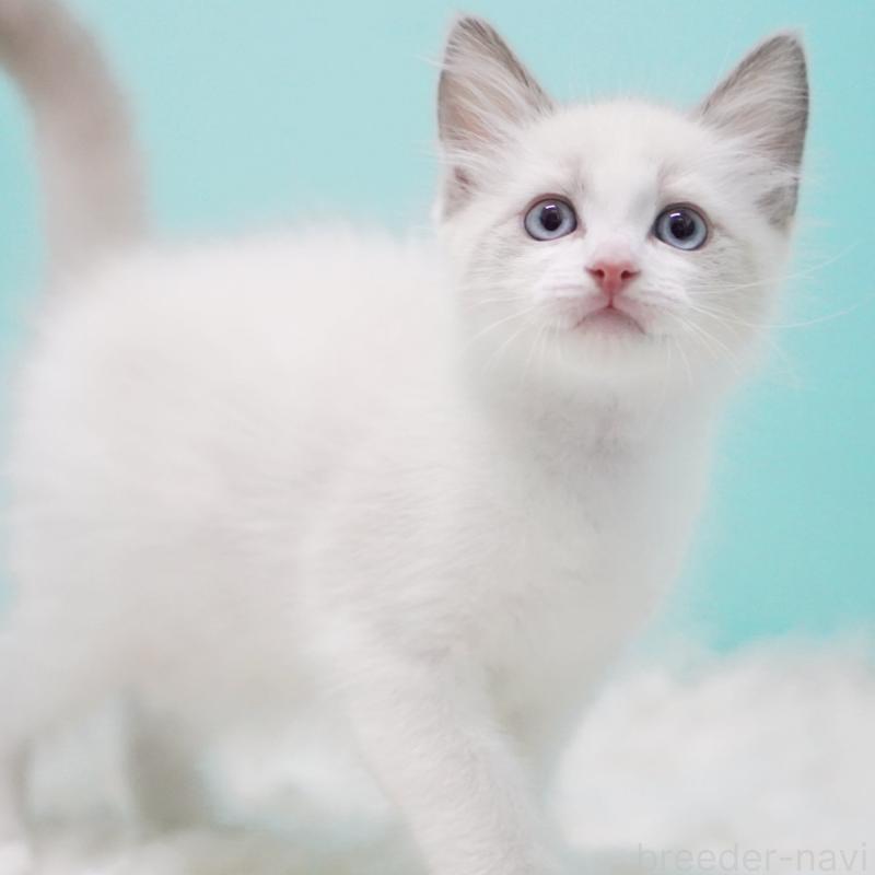 販売中の東京都のラグドール-128080の7枚目