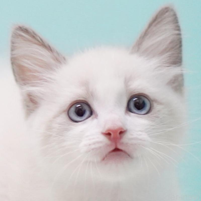 販売中の東京都のラグドール-128080の6枚目