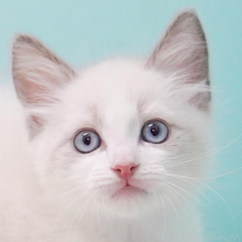 販売中の東京都のラグドール-128080の5枚目