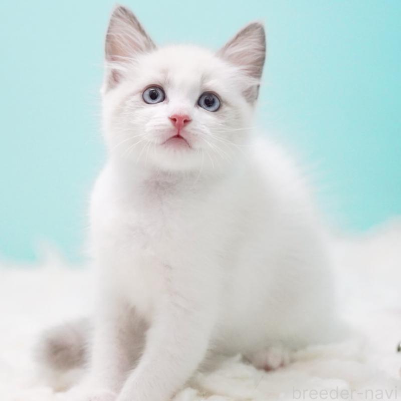 販売中の東京都のラグドール-128080の4枚目