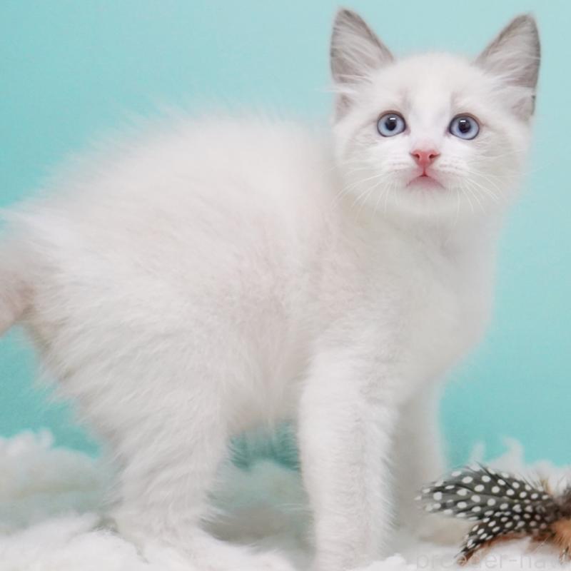 販売中の東京都のラグドール-128080の3枚目