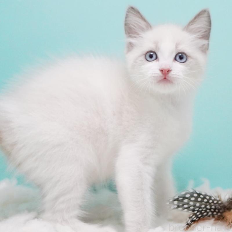 販売中の東京都のラグドール-128080の2枚目