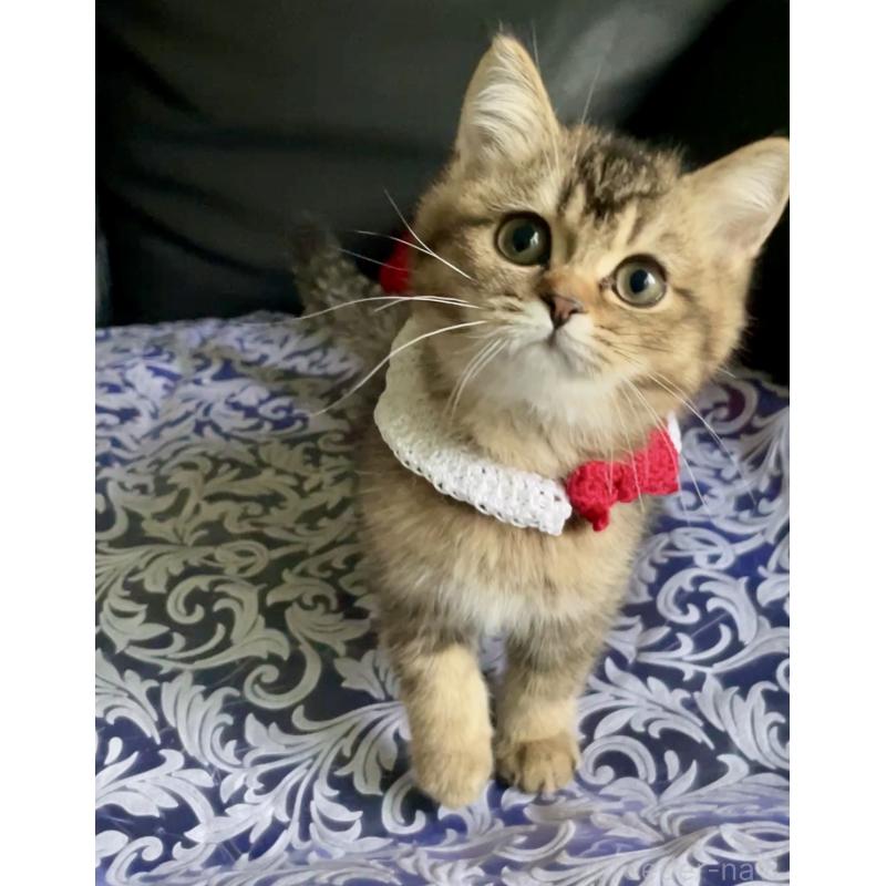 販売中の大阪府のスコティッシュストレート-127768の2枚目