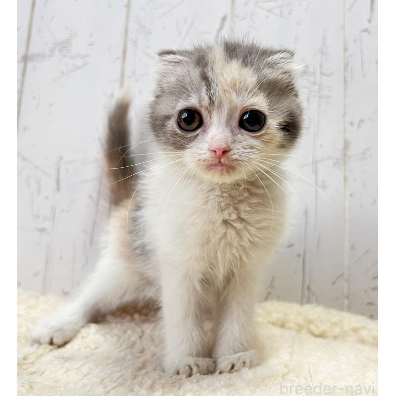 販売中の千葉県のスコティッシュフォールド-128993