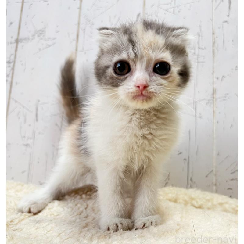 販売中の千葉県のスコティッシュフォールド-128993の6枚目