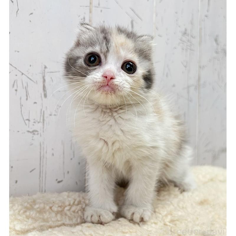 販売中の千葉県のスコティッシュフォールド-128993の4枚目