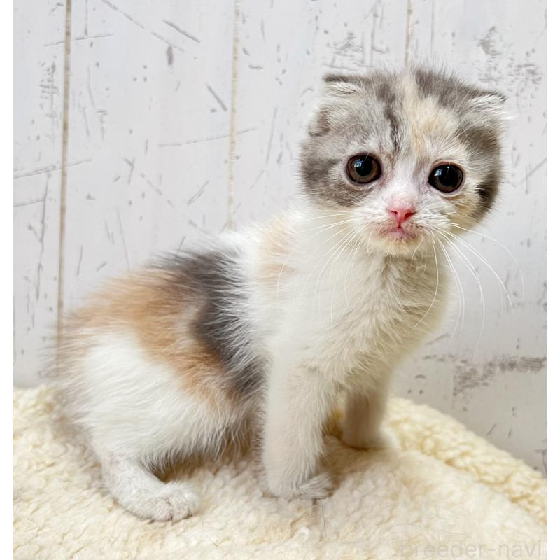 販売中の千葉県のスコティッシュフォールド-128993の3枚目