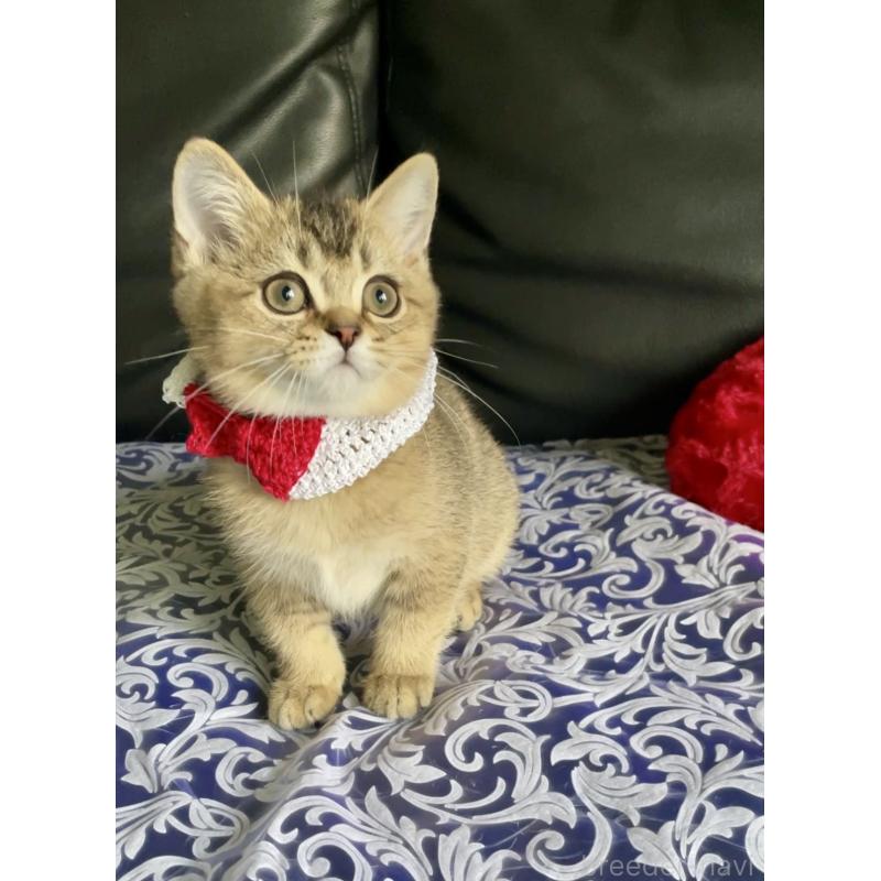 販売中の大阪府のスコティッシュストレート-127766の3枚目