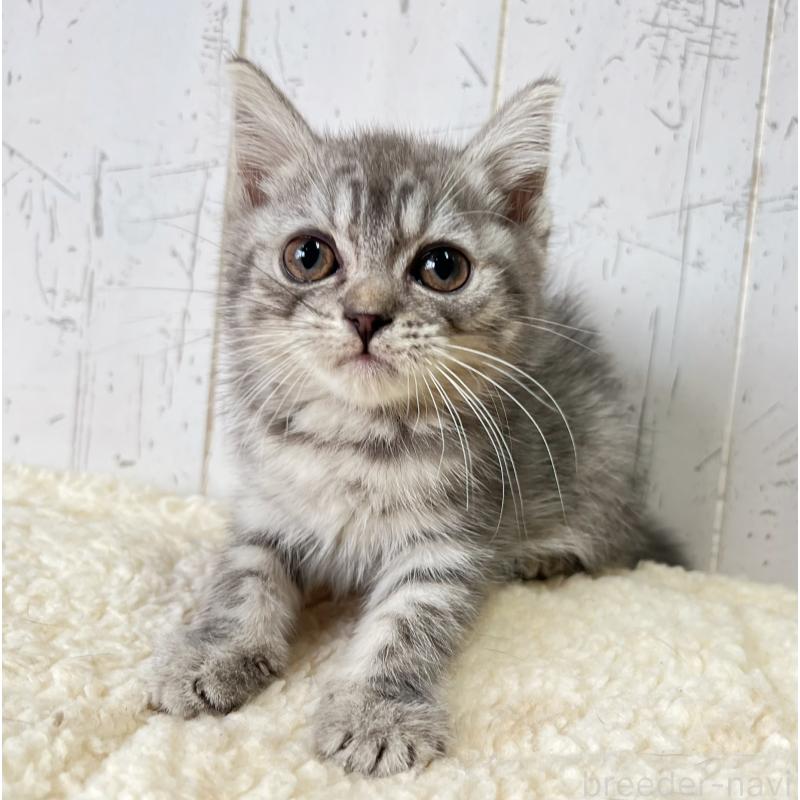 販売中の千葉県のスコティッシュフォールド-130353