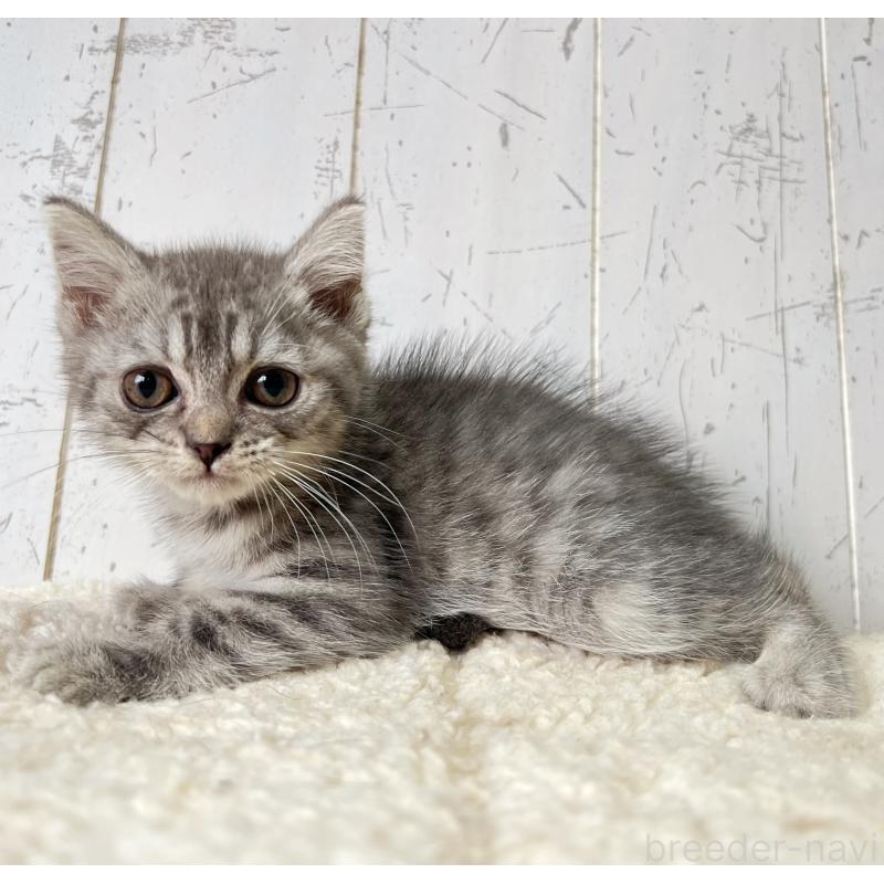 販売中の千葉県のスコティッシュフォールド-130353の6枚目