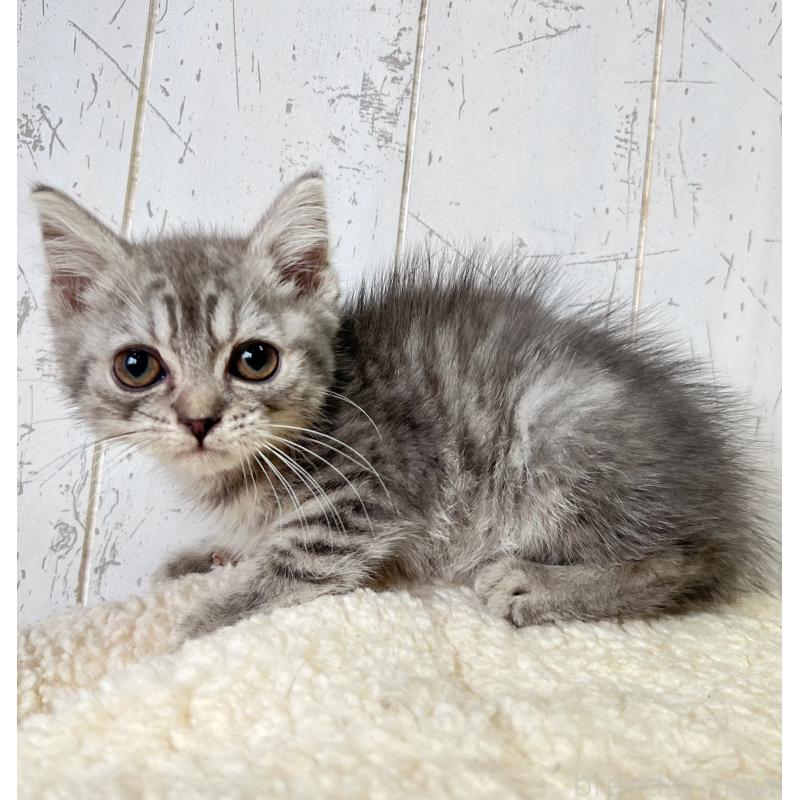 販売中の千葉県のスコティッシュフォールド-130353の5枚目