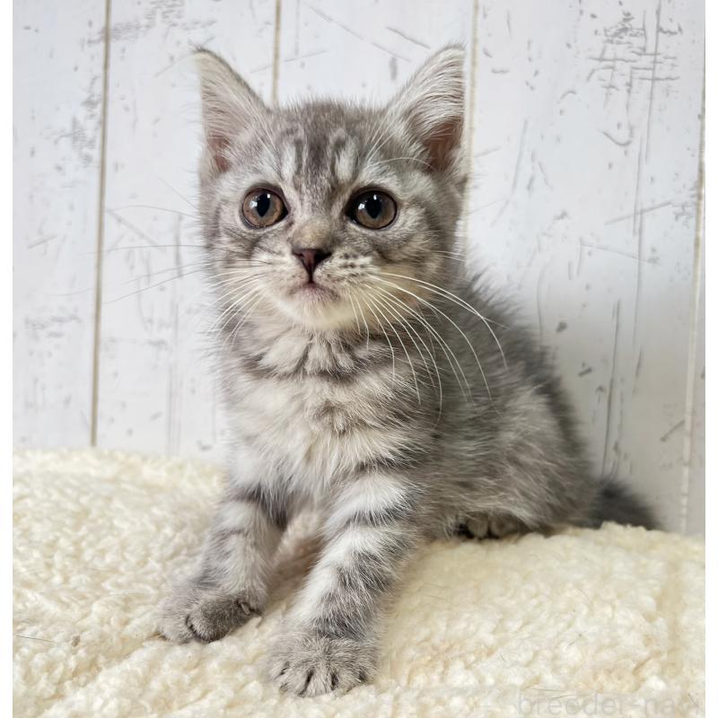 販売中の千葉県のスコティッシュフォールド-130353の4枚目