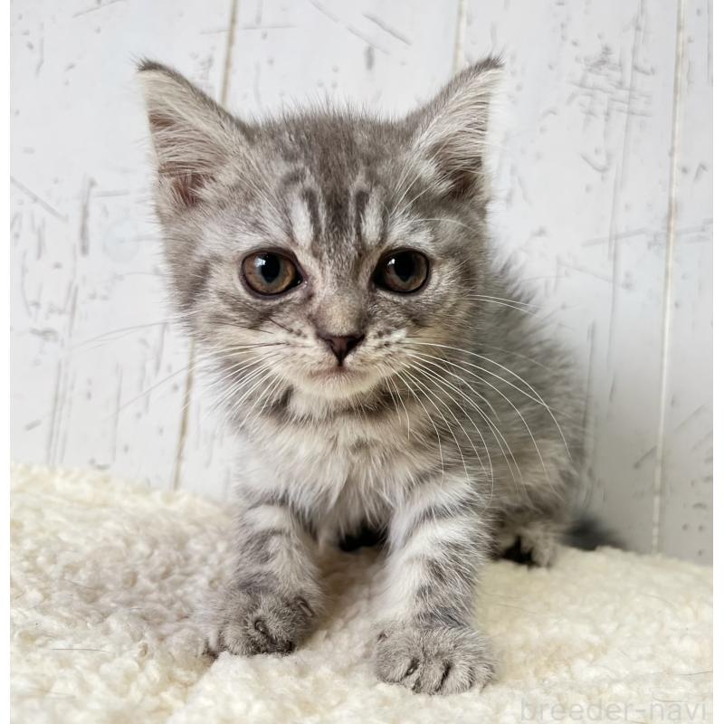 販売中の千葉県のスコティッシュフォールド-130353の3枚目