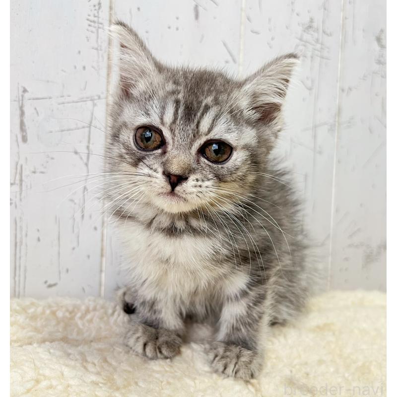 販売中の千葉県のスコティッシュフォールド-130353の2枚目