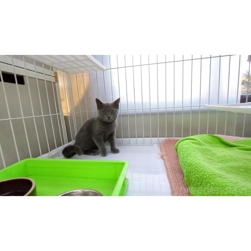 販売中の茨城県のブリティッシュショートヘア-127218の1枚目