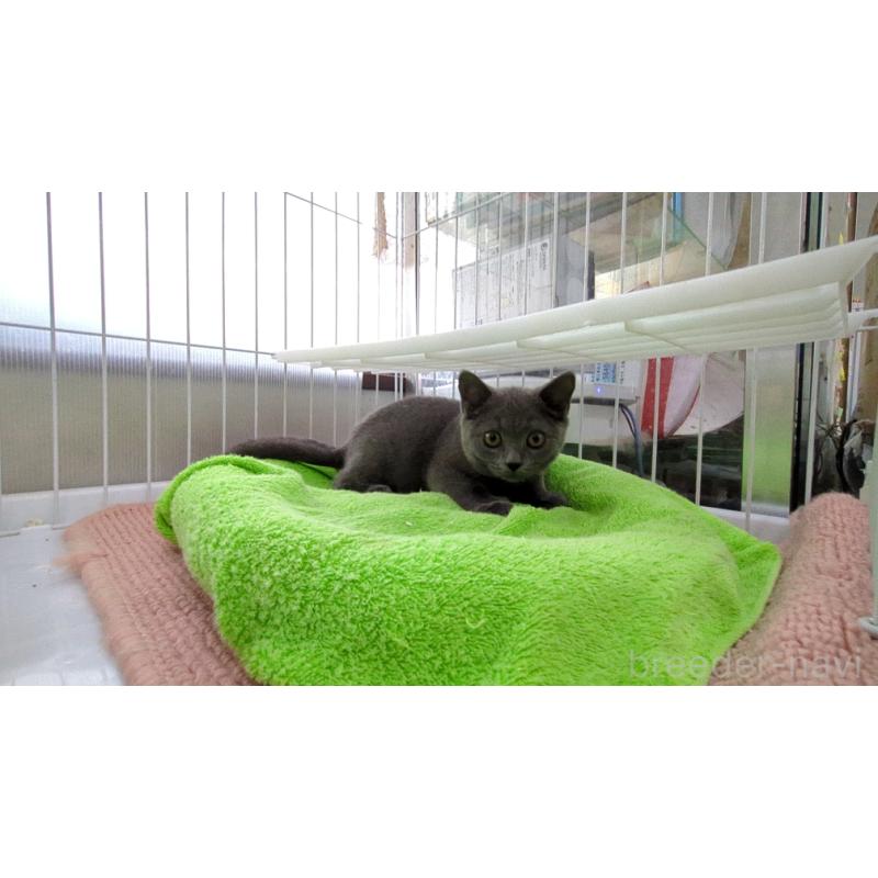 販売中の茨城県のブリティッシュショートヘア-127218の6枚目