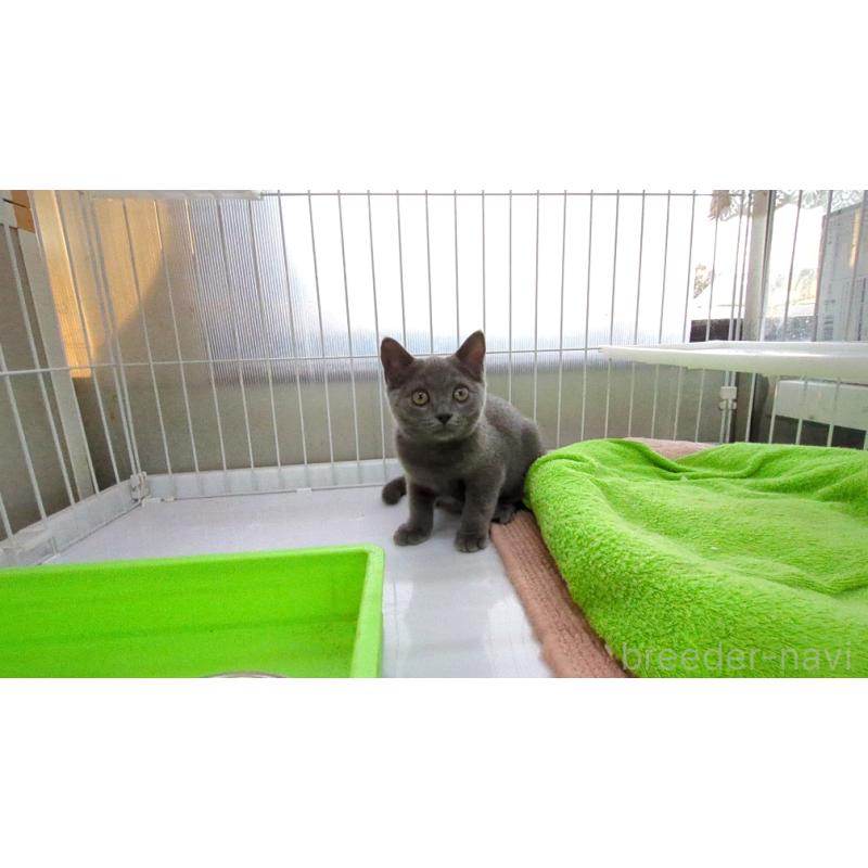 販売中の茨城県のブリティッシュショートヘア-127218の5枚目