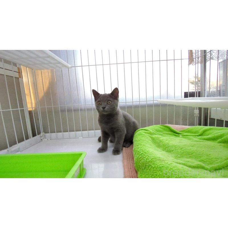 販売中の茨城県のブリティッシュショートヘア-127218の3枚目