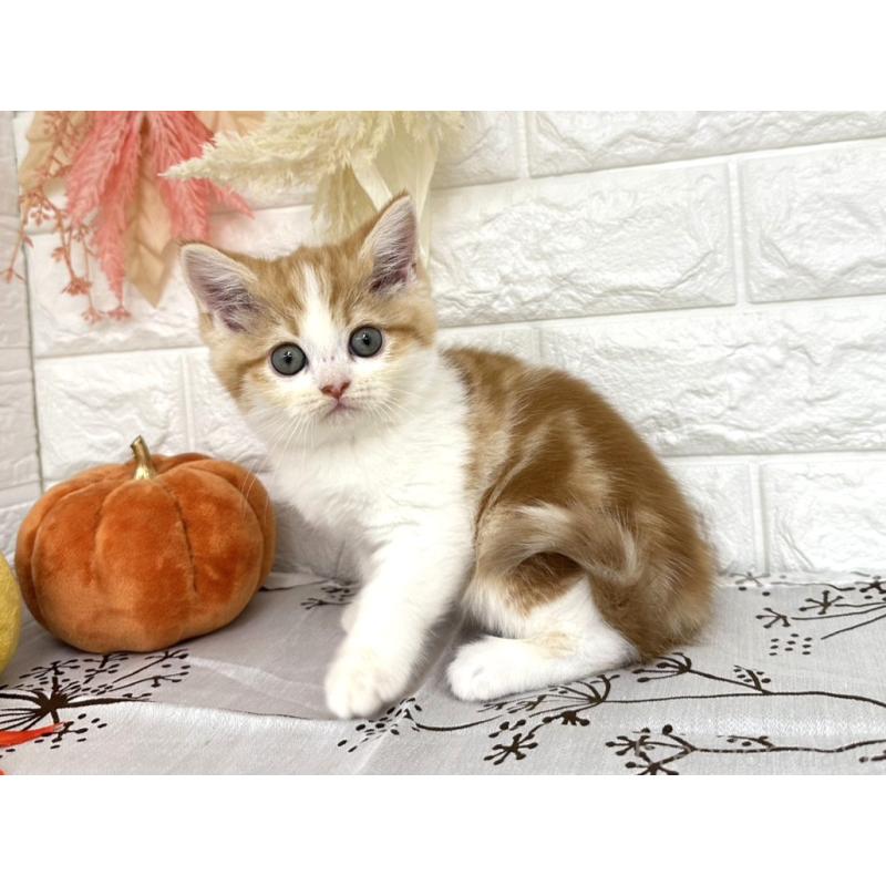 販売中の埼玉県のミヌエット-130354の6枚目